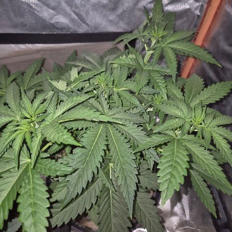 Tangerine dream 🌴 (60-65bt)  growlog timeline photo
