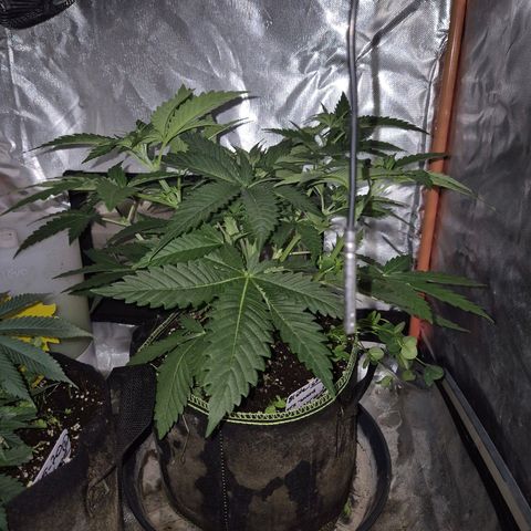 Tangerine dream 🌴 (60-65bt)  growlog timeline photo