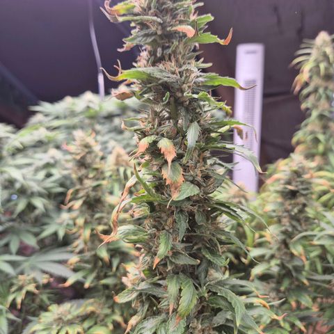 Biscotti (56-70bt) growlog photo: Sie hatte Hitzestress...
