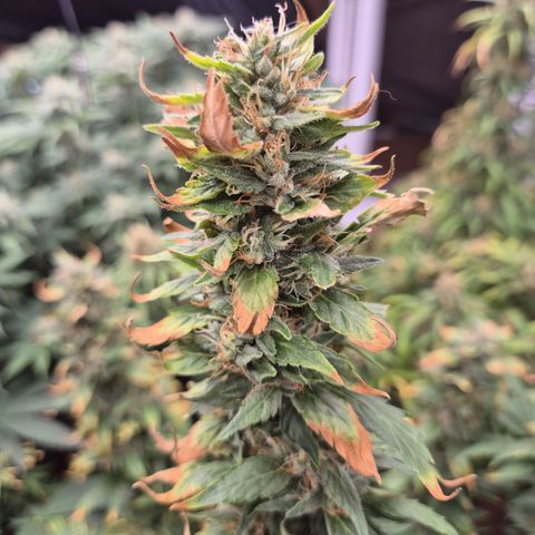 Biscotti (56-70bt) growlog photo: Sie hatte Hitzestress...