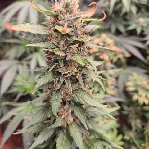 Biscotti (56-70bt) growlog photo: Sie hatte Hitzestress...
