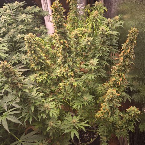 Biscotti (56-70bt) growlog photo: Sie hatte Hitzestress...