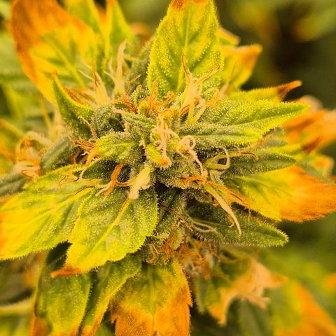 Biscotti (56-70bt) growlog photo: Sie hatte Hitzestress...