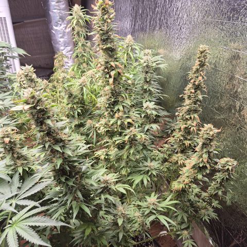 Biscotti (56-70bt) growlog photo: Sie hatte Hitzestress...