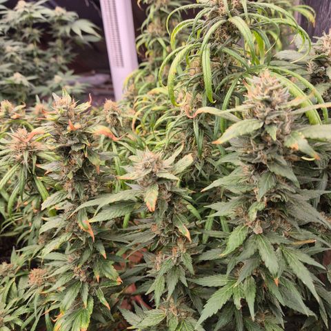 Biscotti (56-70bt) growlog timeline photo