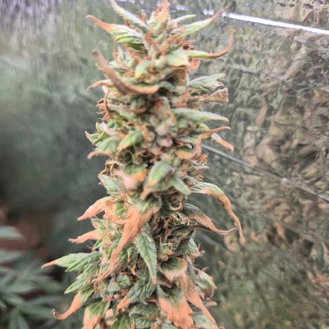 Biscotti (56-70bt) growlog photo: Sie hatte Hitzestress...