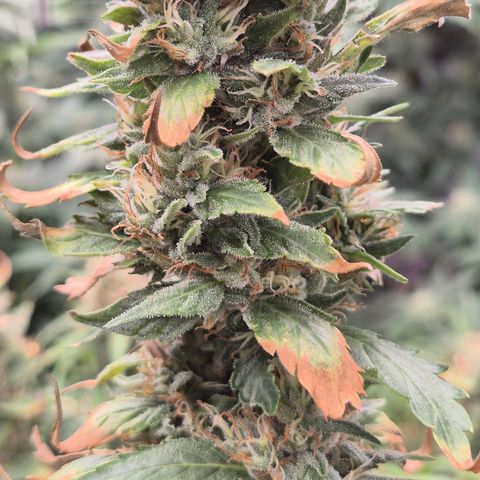 Biscotti (56-70bt) growlog photo: Sie hatte Hitzestress...