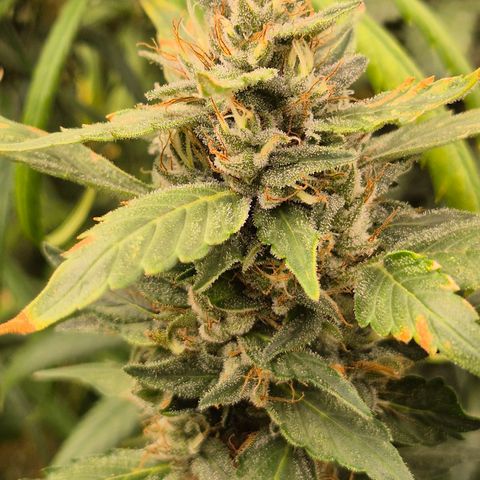 Biscotti (56-70bt) growlog timeline photo
