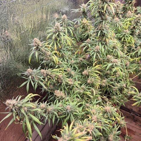 Afghani #1 (45-50bt) growlog timeline photo