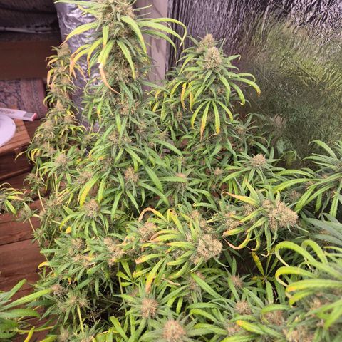 Afghani #1 (45-50bt) growlog timeline photo