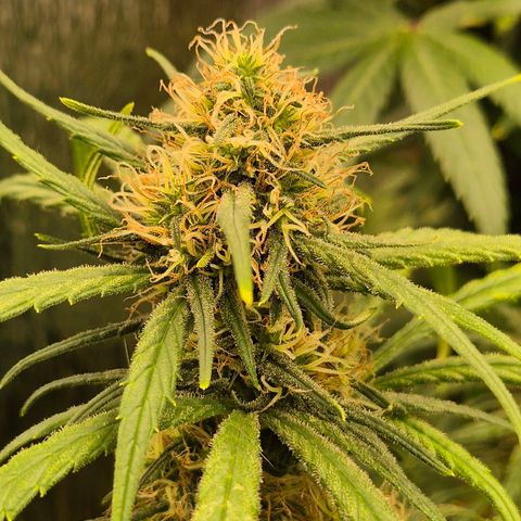 Afghani #1 (45-50bt) growlog timeline photo