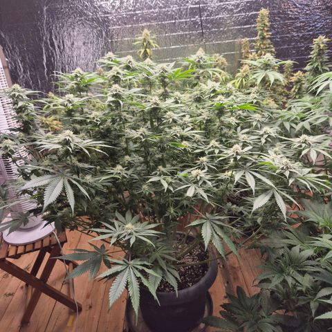 WTF- Königin Mimosa evo 👑👑👑 (65-70bt) growlog timeline photo
