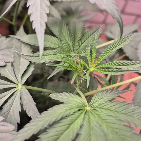 Ice cream cake 🍰 & permanent marker🖊(65-73bt) growlog timeline photo