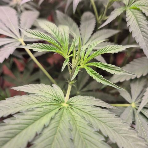Ice cream cake 🍰 & permanent marker🖊(65-73bt) growlog timeline photo