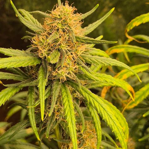 Afghani #1 (45-50bt) growlog timeline photo