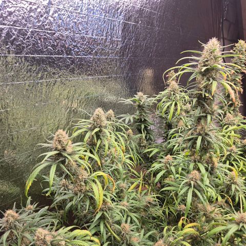 Afghani #1 (45-50bt) growlog timeline photo