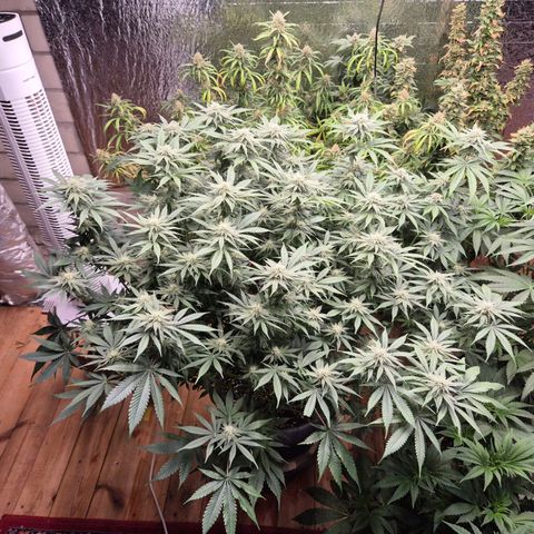 WTF- Königin Mimosa evo 👑👑👑 (65-70bt) growlog timeline photo