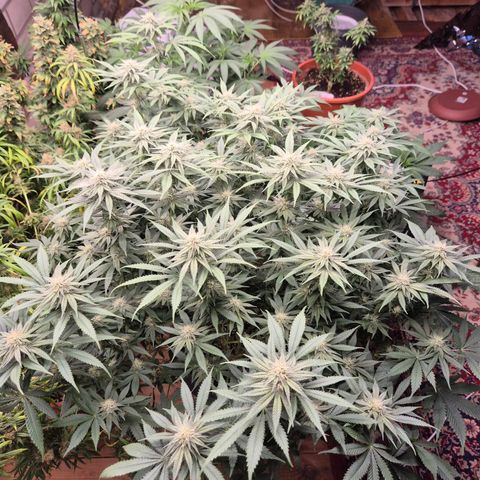 WTF- Königin Mimosa evo 👑👑👑 (65-70bt) growlog timeline photo
