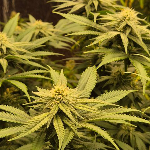 WTF- Königin Mimosa evo 👑👑👑 (65-70bt) growlog timeline photo