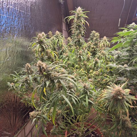 Afghani #1 (45-50bt) growlog timeline photo
