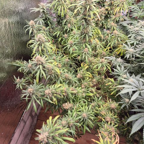 Afghani #1 (45-50bt) growlog timeline photo