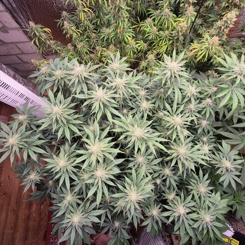 WTF- Königin Mimosa evo 👑👑👑 (65-70bt) growlog timeline photo