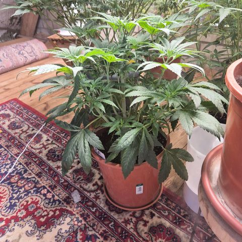 ICE 💚🧊 (63-70bt) growlog timeline photo