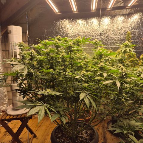 WTF- Königin Mimosa evo 👑👑👑 (65-70bt) growlog timeline photo