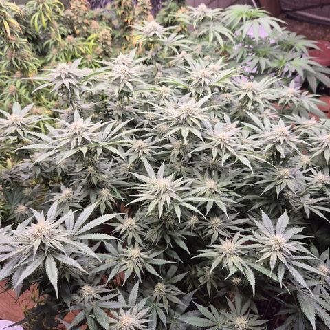 WTF- Königin Mimosa evo 👑👑👑 (65-70bt) growlog timeline photo