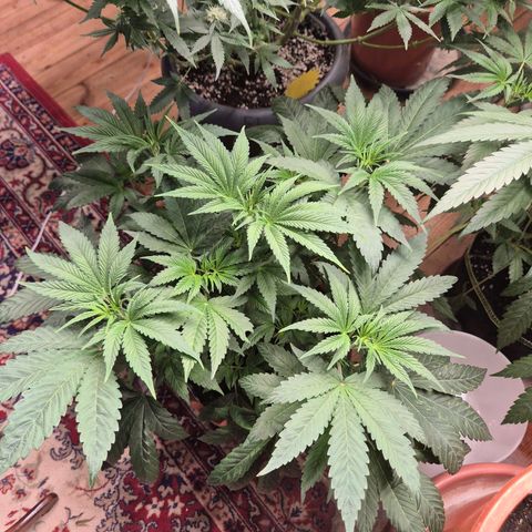 ICE 💚🧊 (63-70bt) growlog timeline photo