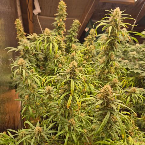 Afghani #1 (45-50bt) growlog timeline photo