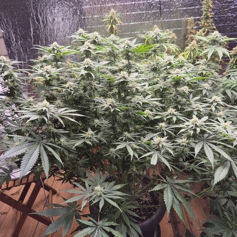 WTF- Königin Mimosa evo 👑👑👑 (65-70bt) growlog timeline photo
