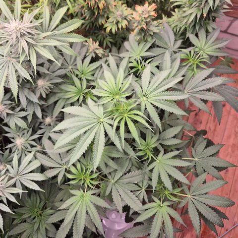 Ice cream cake 🍰 & permanent marker🖊(65-73bt) growlog timeline photo