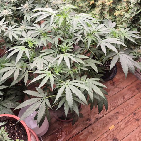 Ice cream cake 🍰 & permanent marker🖊(65-73bt) growlog timeline photo