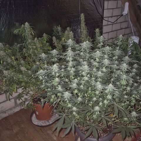WTF- Königin Mimosa evo 👑👑👑 (65-70bt) growlog timeline photo