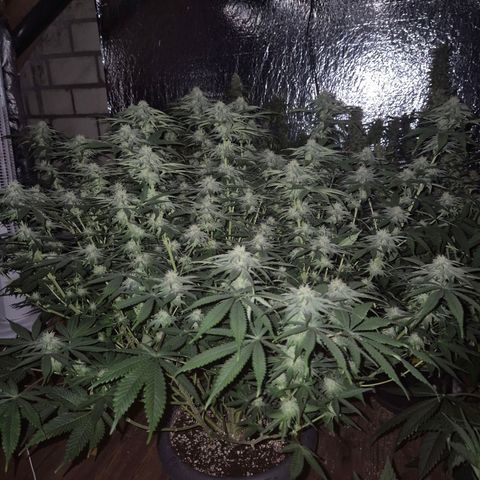 WTF- Königin Mimosa evo 👑👑👑 (65-70bt) growlog timeline photo