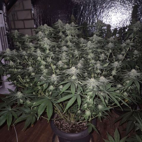 WTF- Königin Mimosa evo 👑👑👑 (65-70bt) growlog timeline photo
