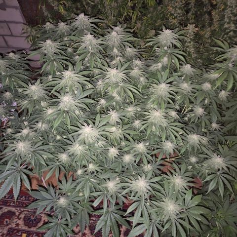 WTF- Königin Mimosa evo 👑👑👑 (65-70bt) growlog timeline photo