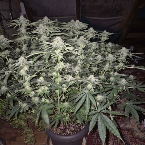 WTF- Königin Mimosa evo 👑👑👑 (65-70bt) growlog timeline photo