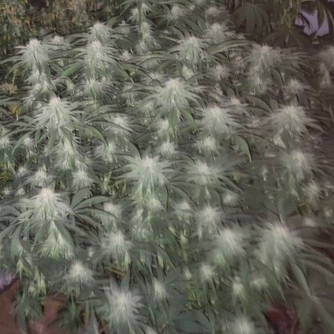 WTF- Königin Mimosa evo 👑👑👑 (65-70bt) growlog timeline photo