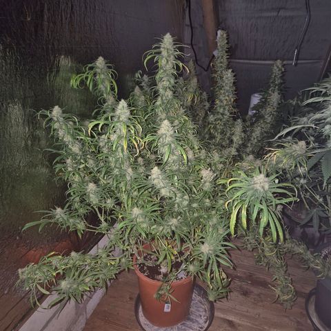Afghani #1 (45-50bt) growlog timeline photo