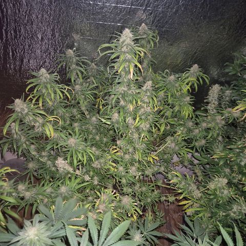 Afghani #1 (45-50bt) growlog timeline photo