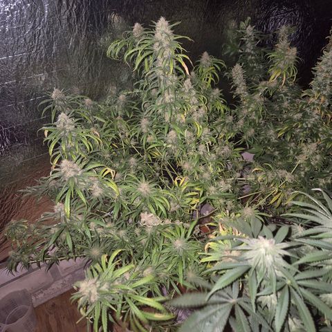 Afghani #1 (45-50bt) growlog timeline photo