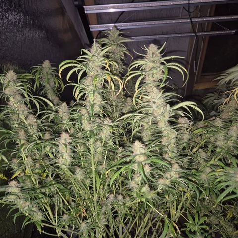 Afghani #1 (45-50bt) growlog timeline photo