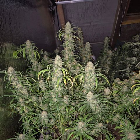 Afghani #1 (45-50bt) growlog timeline photo