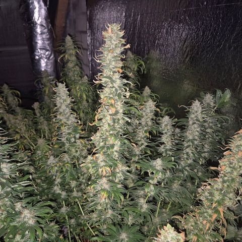 Biscotti (56-70bt) growlog timeline photo