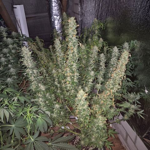 Biscotti (56-70bt) growlog timeline photo