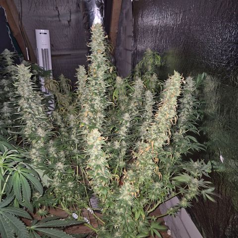 Biscotti (56-70bt) growlog timeline photo