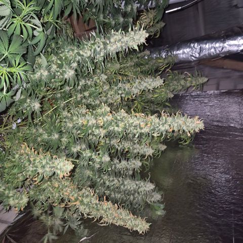 Biscotti (56-70bt) growlog timeline photo