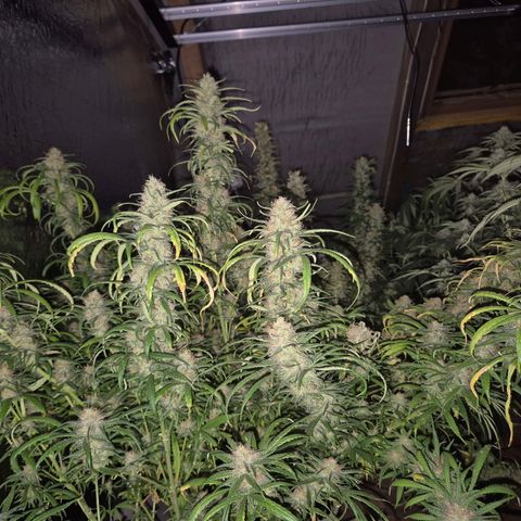 Afghani #1 (45-50bt) growlog timeline photo